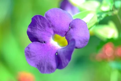 Bush Clockvine Stock Photos