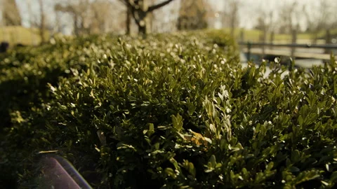 Bush close up in a Chicago park 스톡 동영상 276378915