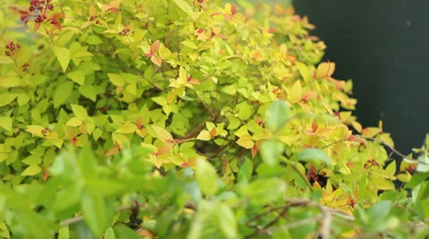 Bush Close Up + Pan 動画素材 38155309