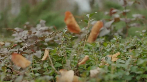 Bush closeup Stock Footage 124892932