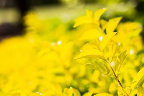 Bush closeup select focus feeling warm tone Stock Photos