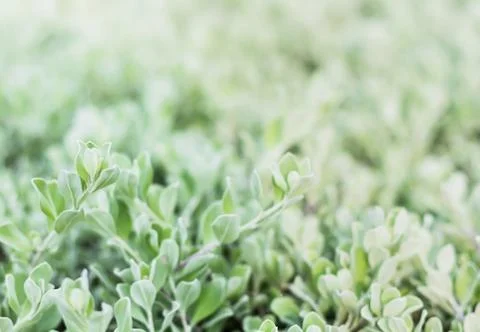 Bush closeup select focus feeling cold tone Stock Photos