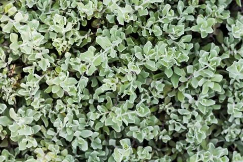 Bush closeup select focus feeling cold tone Stock Photos