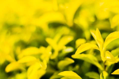Bush closeup select focus feeling warm tone Stock Photos