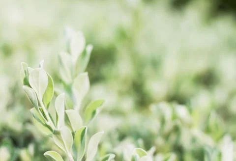 Bush closeup select focus feeling cold tone Stock Photos