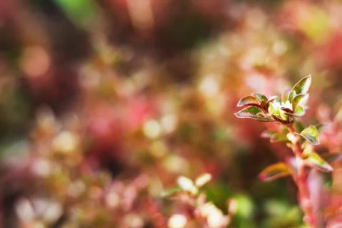 Bush closeup select focus feeling warm tone Stock Photos