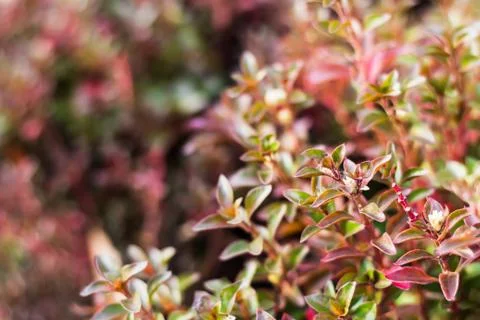 Bush closeup select focus feeling warm tone Stock Photos