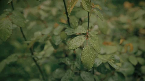 Bush on a cloudy day Видео 91187813