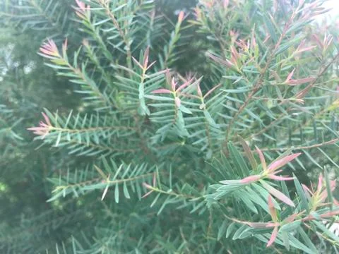 Bush of common juniper in day time Stock Photos