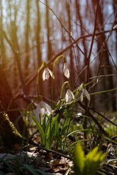 Bush of common snowdrop in backlight with sun flare grows at tree roots Stock Photos