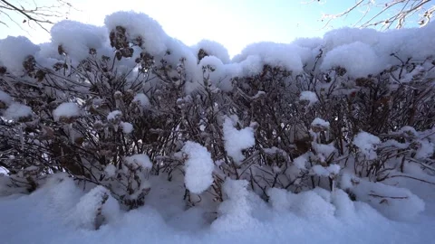A bush covered in snow Видео 328704137