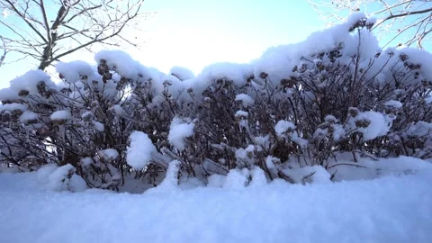 A bush covered in snow Vídeo Stock 328704149