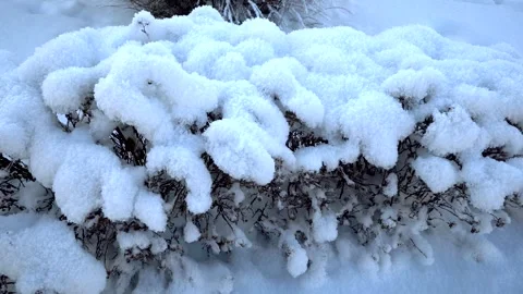 A bush covered in snow Vídeo Stock 328704153