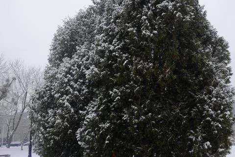 Bush covered by snow Stock Photos