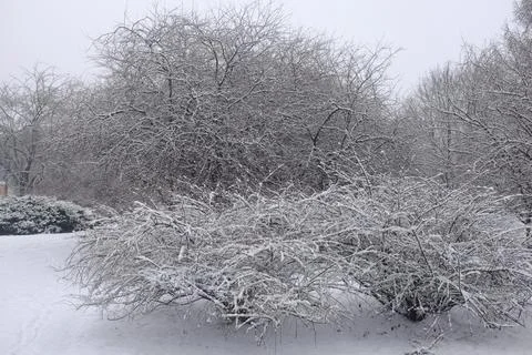 Bush covered by snow Stock Photos