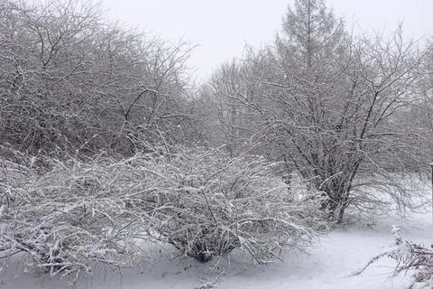 Bush covered by snow Stock Photos
