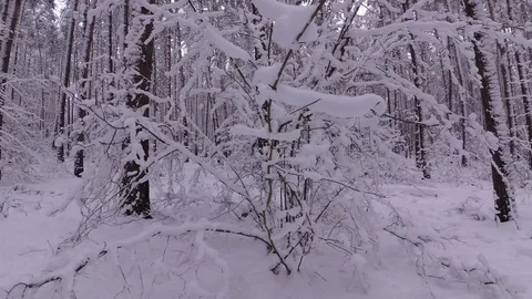 Bush Covered With Snow, Winter Forest Stock Footage 99989756