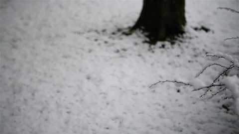 Bush that is covered with white snow Stock Footage 84045546