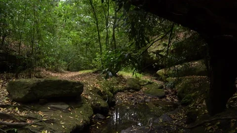 Bush creek in dim light Stock Footage 130366724