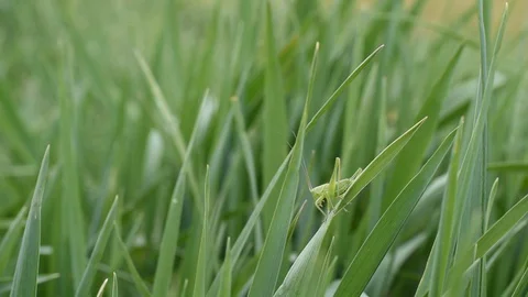 Bush-cricket in the field Stock Footage 128878664