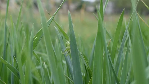 Bush-cricket Stock Footage 128710290
