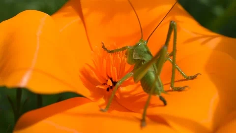 Bush-cricket Stock Footage 130368050