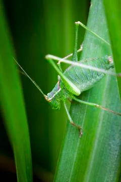 Bush cricket on a leaf Stock Photos