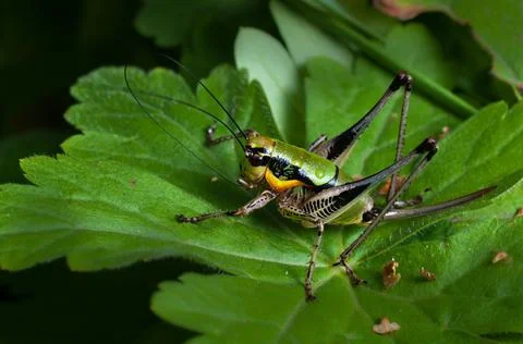 Bush-cricket Stock Photos