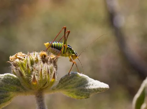 Bush cricket Stock Photos
