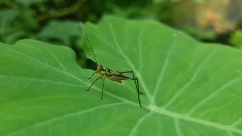 Bush Cricket Resting On Leaf Stock Footage 327635527