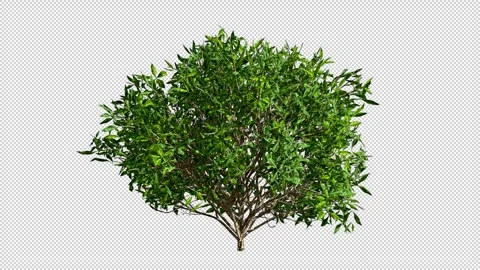 A bush with a crown moving in the wind Stock Footage 244157193