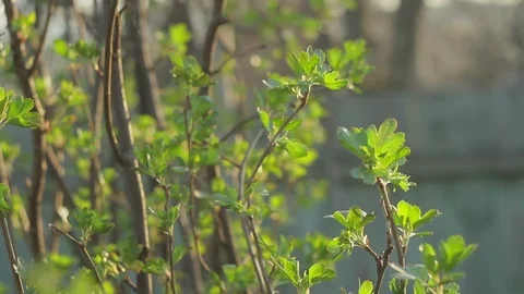 A bush of currant at dawn. Spring color background. Stock Footage 88458542