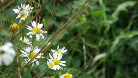 Bush daisies in the field Stock Footage 8652848