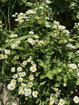 Bush of daisies Stock Photos