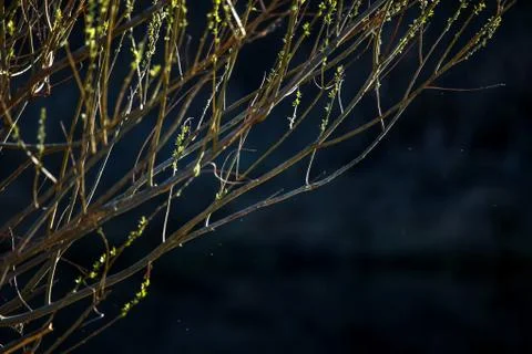 Bush on dark river background. Stock Photos
