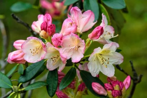 Bush of delicate white and pink magenta flowers of azalea or Rhododendron plant Stock Photos