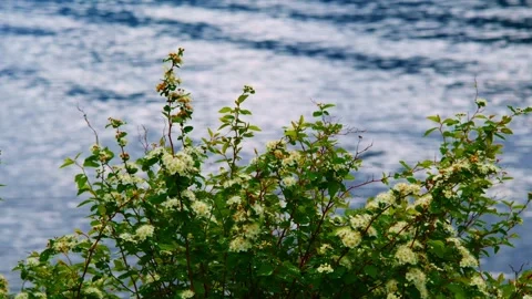 Bush with delicate white flowers borders restless ocean waves Stock Footage 335810729