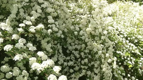 Bush of densely flowering spirea. Stock Footage 237467089