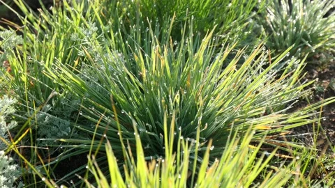 A bush of dew-covered grass in the Mongolian steppe. Stock Footage 130435609