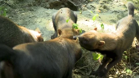 Bush Dogs Demonstrate Pack Behavior Stock Footage 316117546