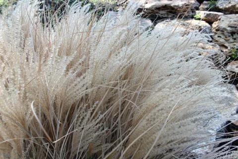 Bush dry grass Stock Photos
