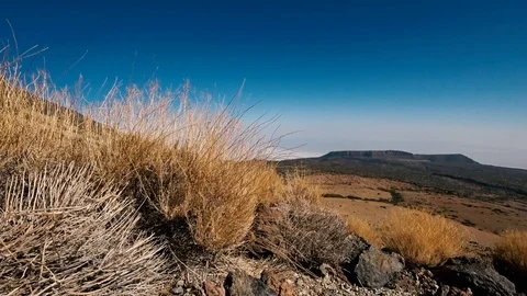 Bush of dry plants in the desert static shot Stock Footage 116659853