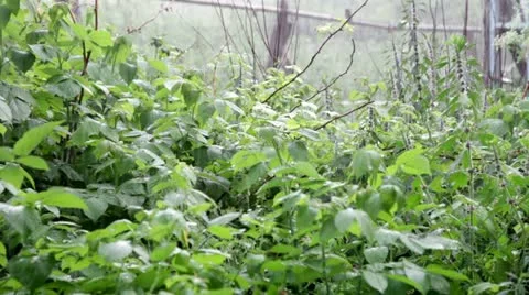 Bush during a rain Stock Footage 11251256