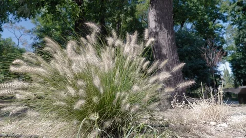 A bush of ears sways in the wind among the trees. Stock Footage 115810108