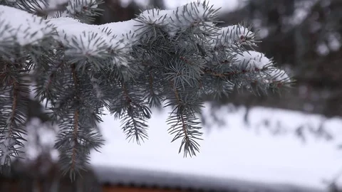 The Bush is eating in the snow Video stock 73023759