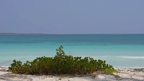 Bush at Edge of Tropical Ocean Stock Footage 305956470