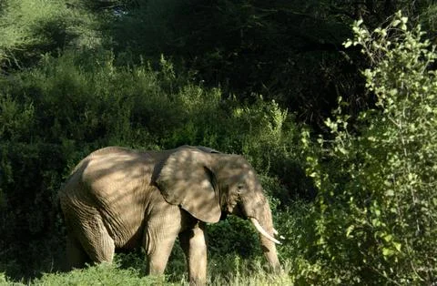 Bush elephant Stock Photos