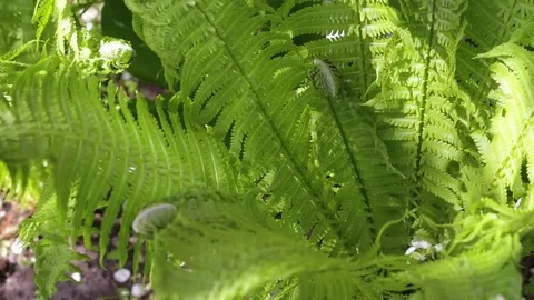 Bush of the fern grows Vídeo Stock 75055674