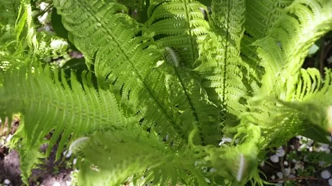 Bush of the fern grows Stock Footage 83503587