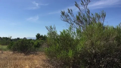 Bush in a Field Stock Footage 75593191